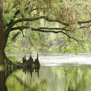 A serene view of a moss-draped tree over calm water in a lush wetland, evoking tranquility and natural beauty, paired with Everglades 8oz Candle | The Beauty of Hope.