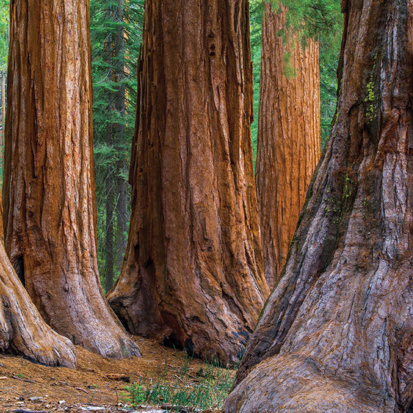 Close-up of tall redwood tree trunks in a lush forest setting, evoking natural beauty and calm, related to the Redwood 8oz Candle | The Beauty of Hope.