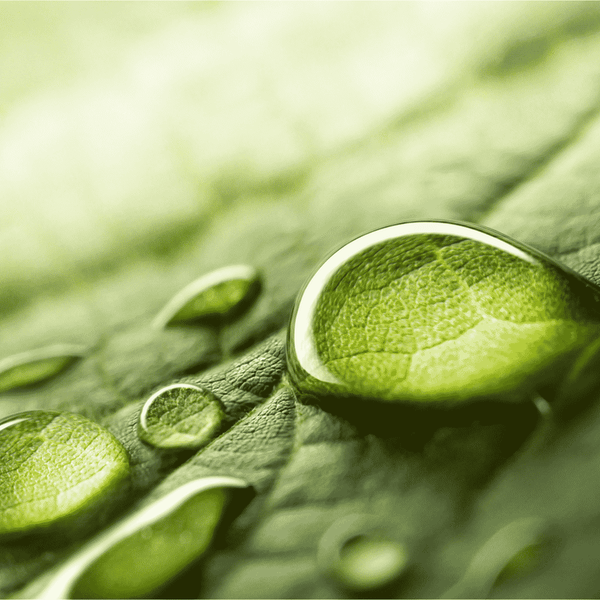 Close-up of clear water droplets on a green leaf, illustrating natural hydration with Calming Aloe Hydrator | Privai for soothing skincare benefits.